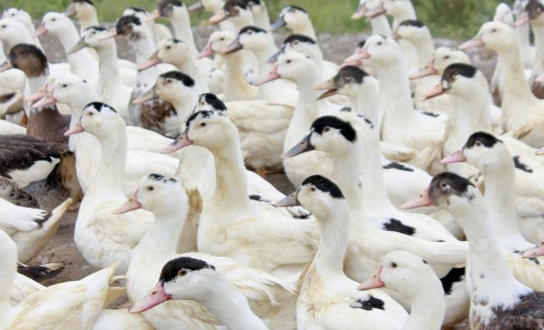 La production de Foie Gras en France